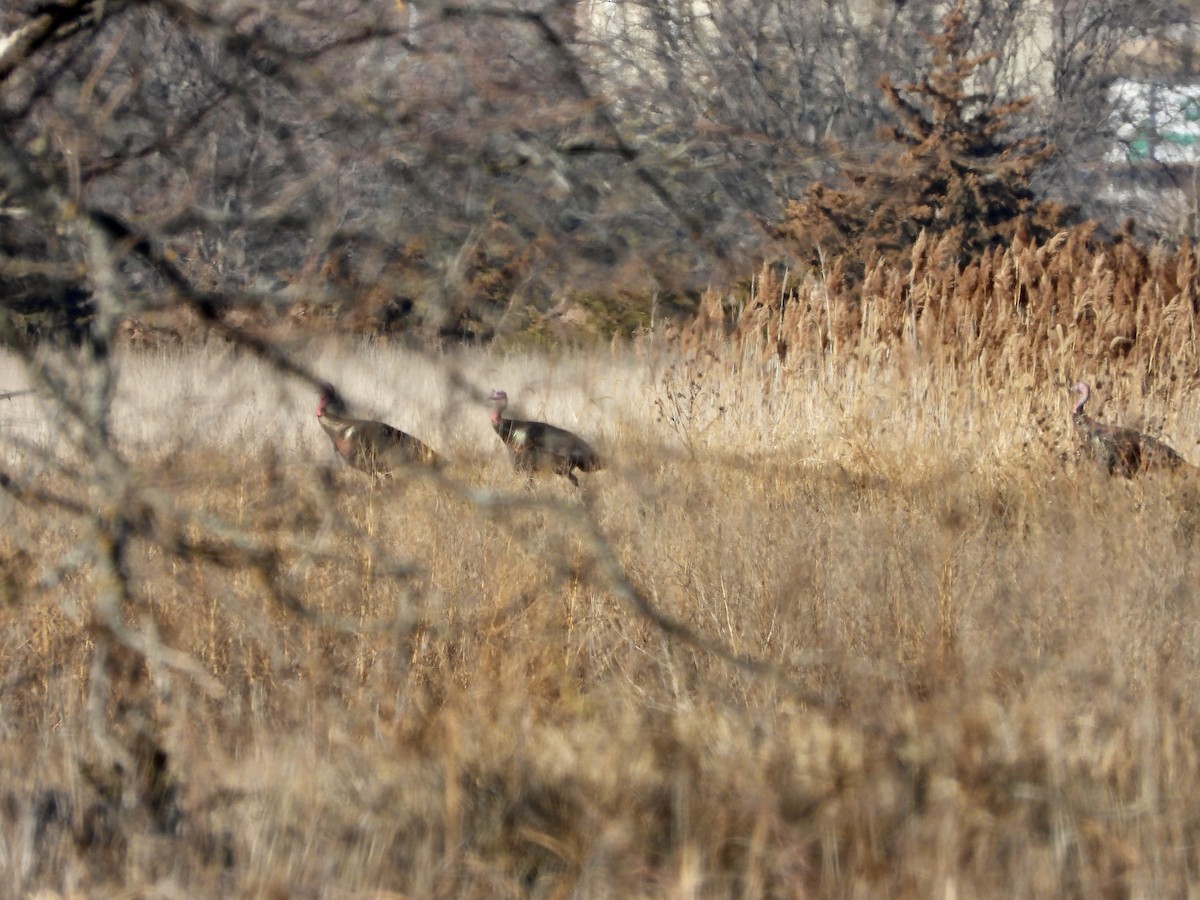 Wild Turkey - ML646524825