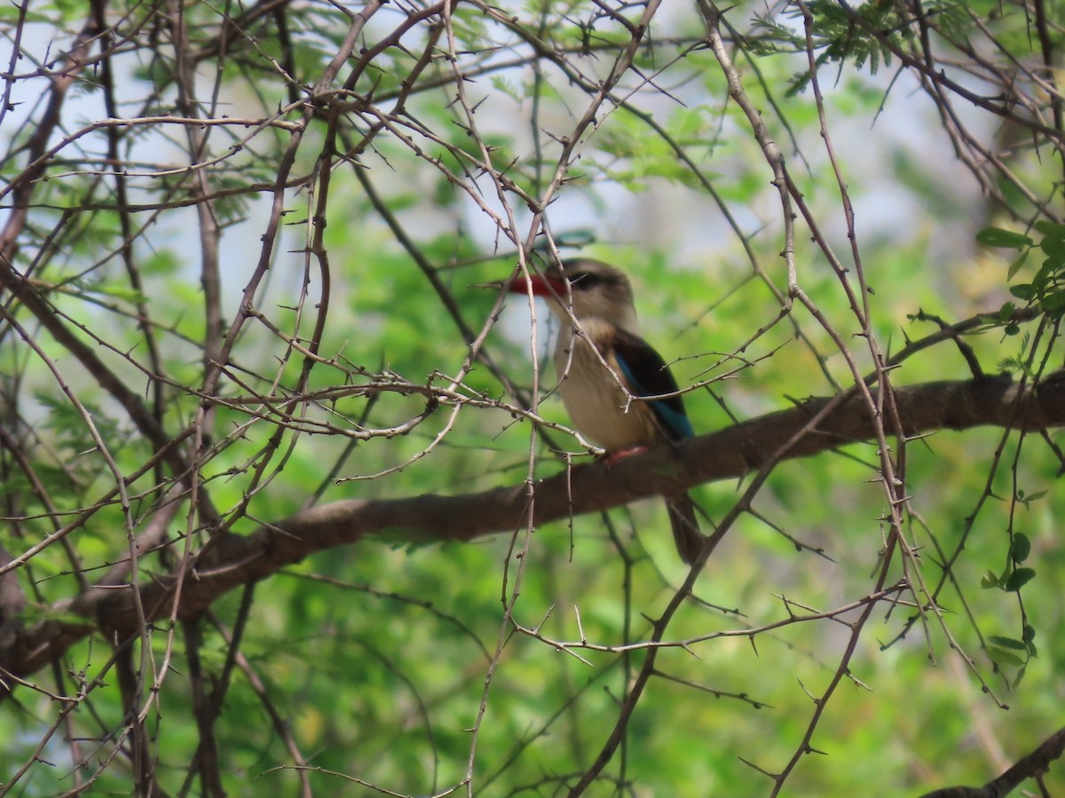 Martin-chasseur à tête brune - ML646524826