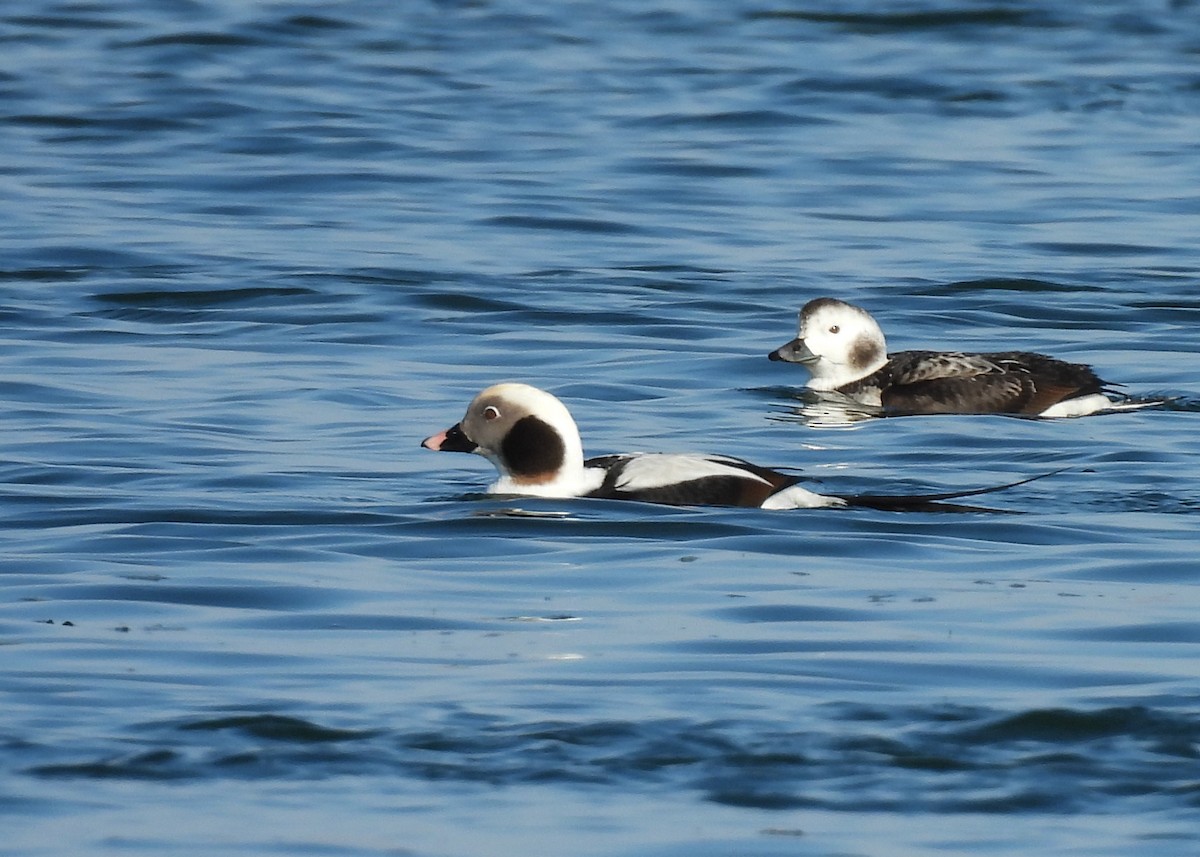Long-tailed Duck - ML646524827