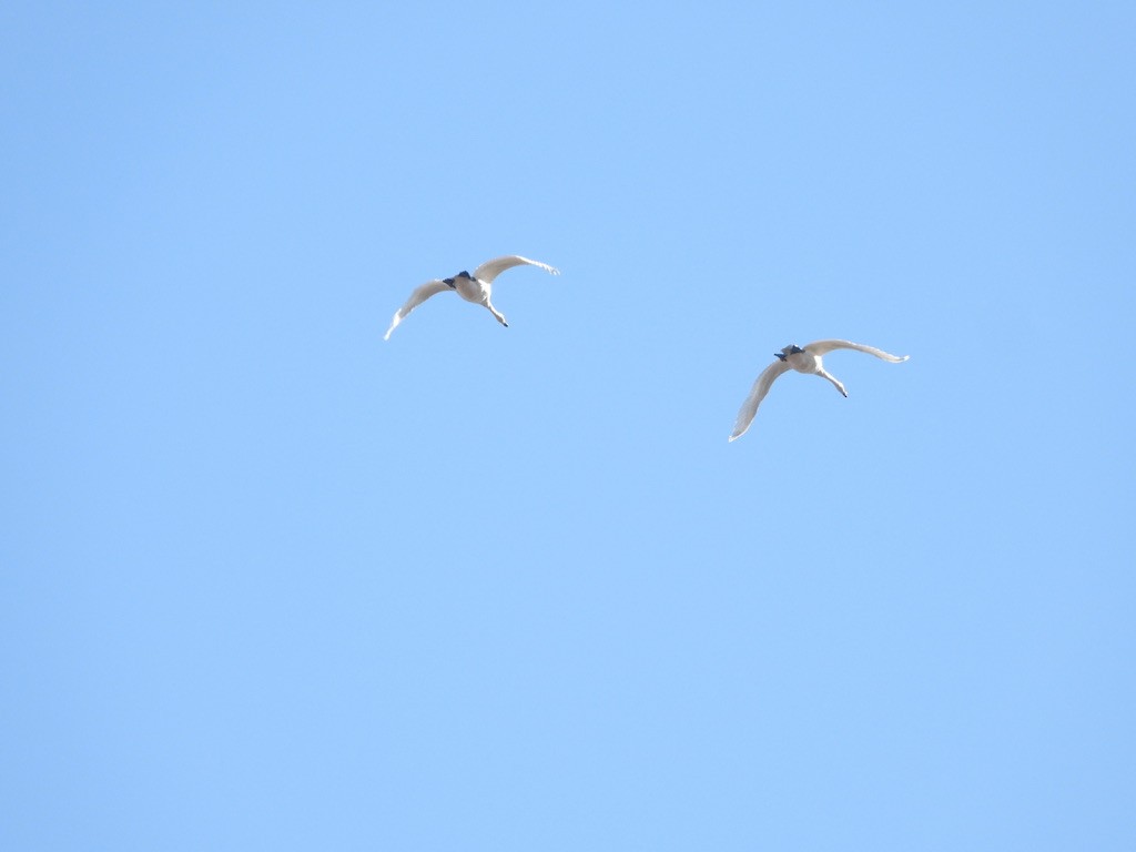 Trumpeter Swan - ML646524828