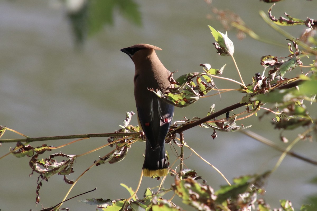 Cedar Waxwing - ML646524829