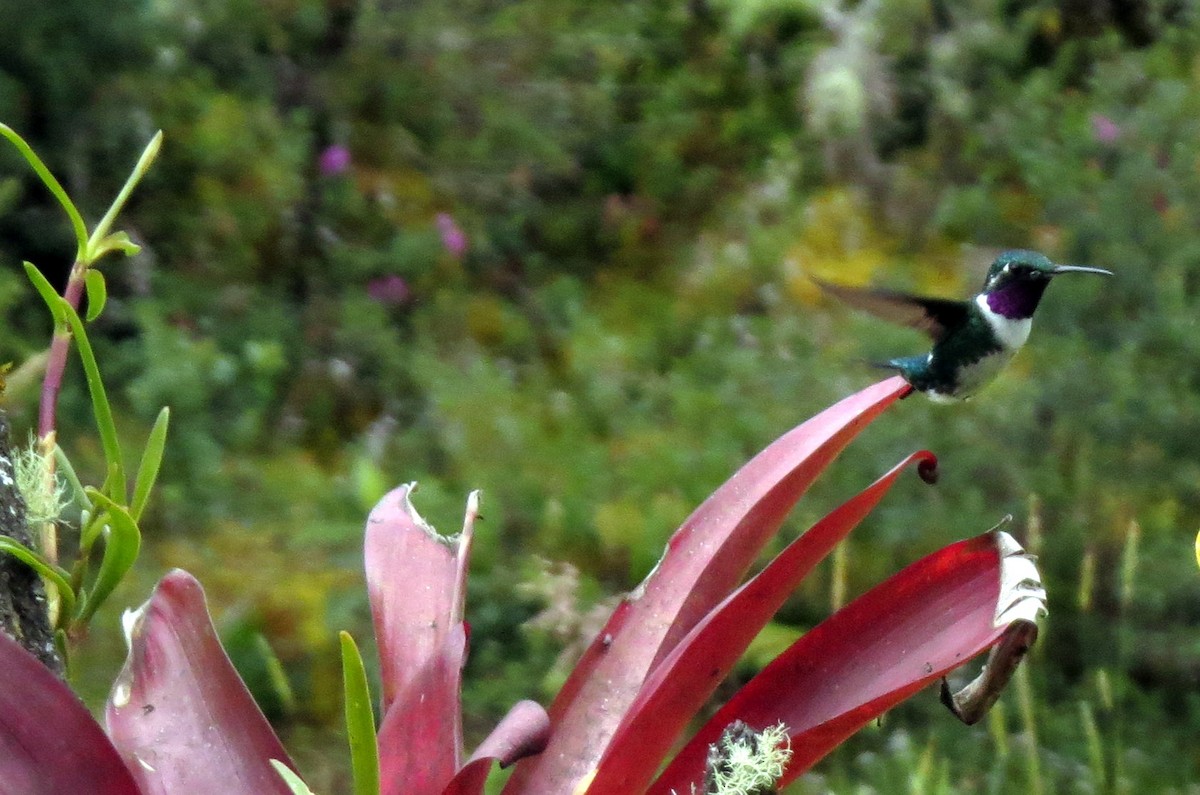 シロハラチビハチドリ - ML646524830