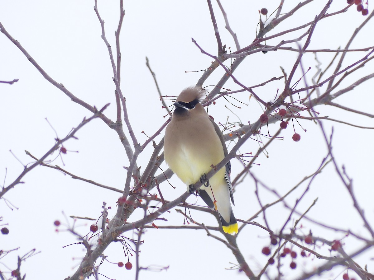 Cedar Waxwing - ML646524831