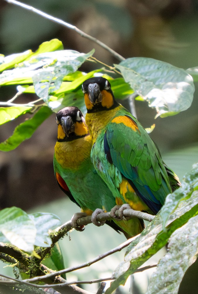 Caïque de Barraband - ML646524832