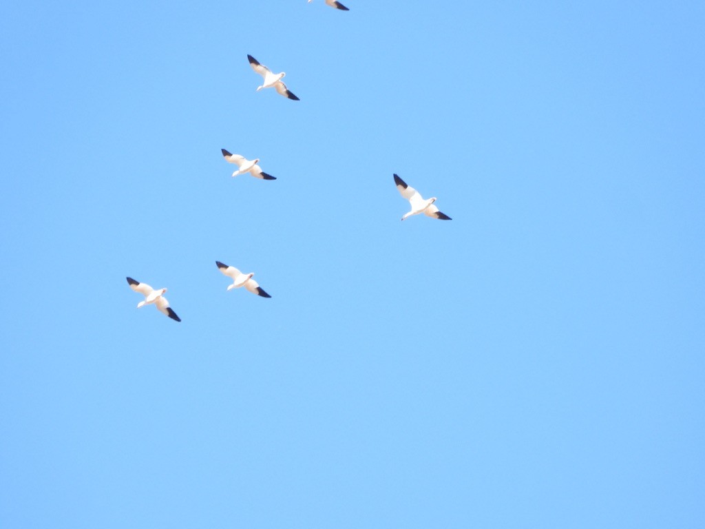 Snow Goose - ML646524833