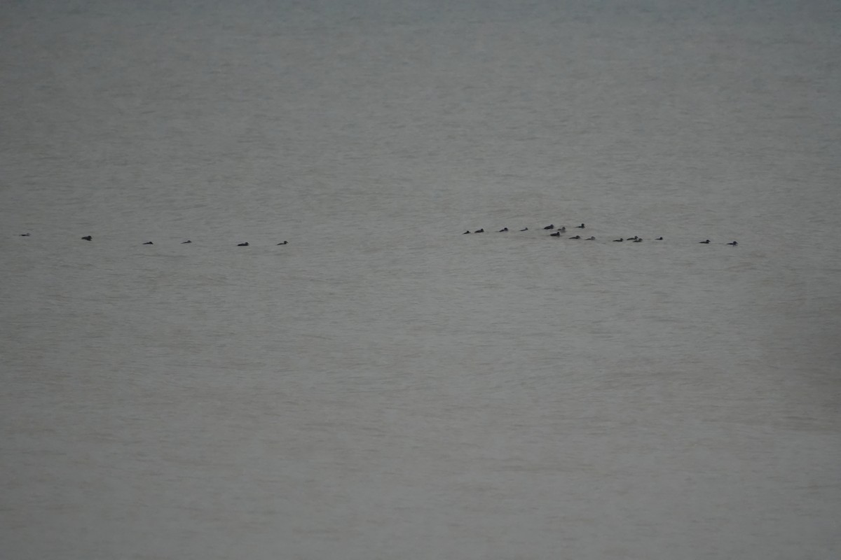 Surf Scoter - ML646524834