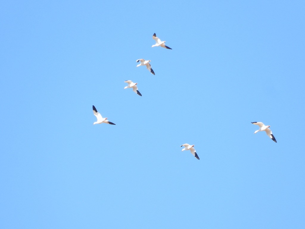 Snow Goose - ML646524835