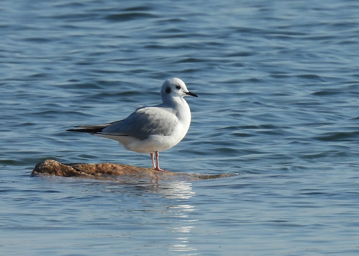 Bonaparte's Gull - ML646524837