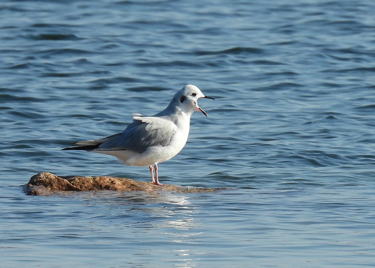Bonaparte's Gull - ML646524838