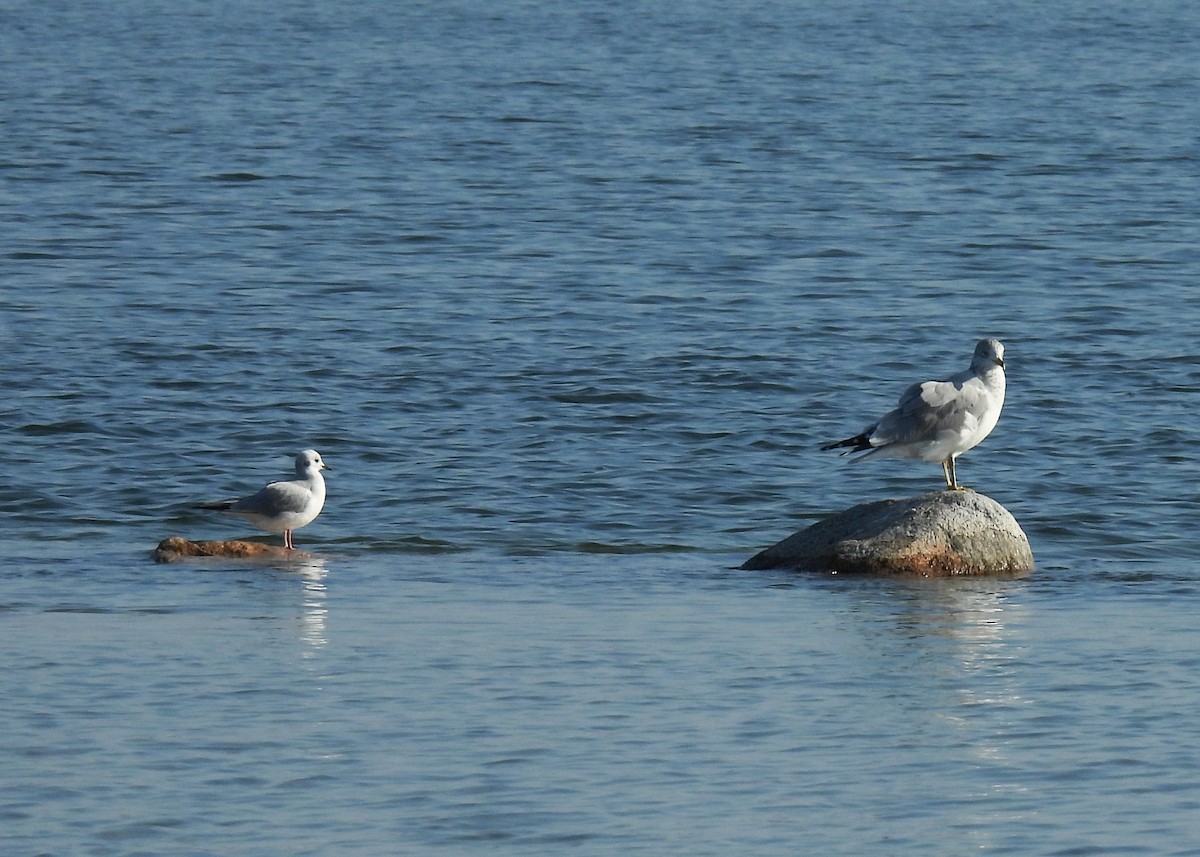 Ring-billed Gull - ML646524843