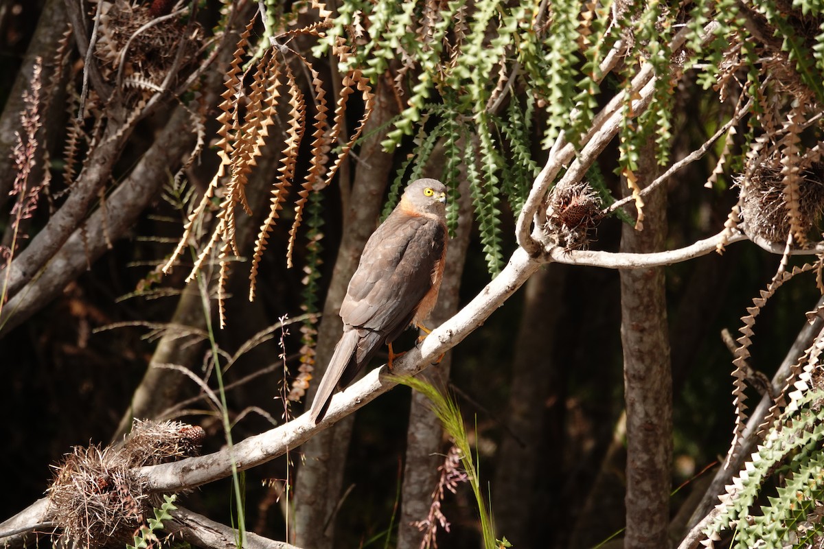 Collared Sparrowhawk - ML646524847