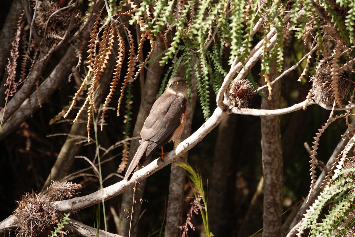 Collared Sparrowhawk - ML646524848