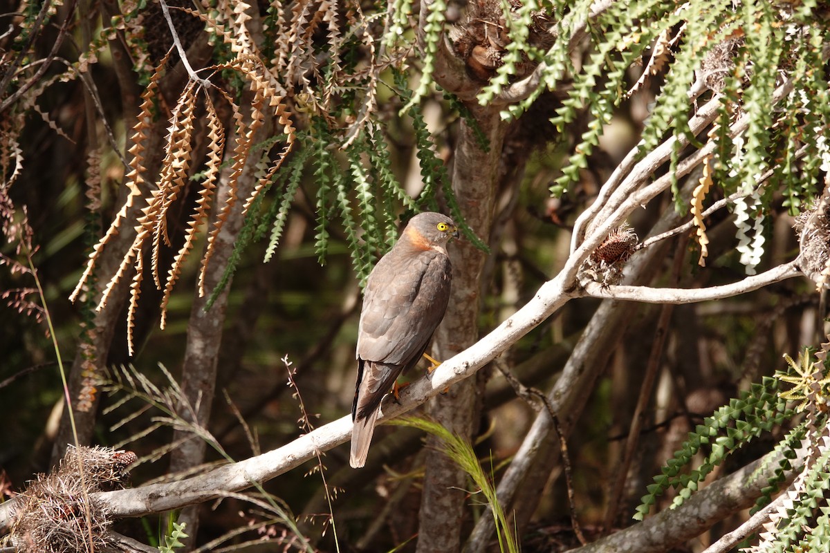 Collared Sparrowhawk - ML646524849