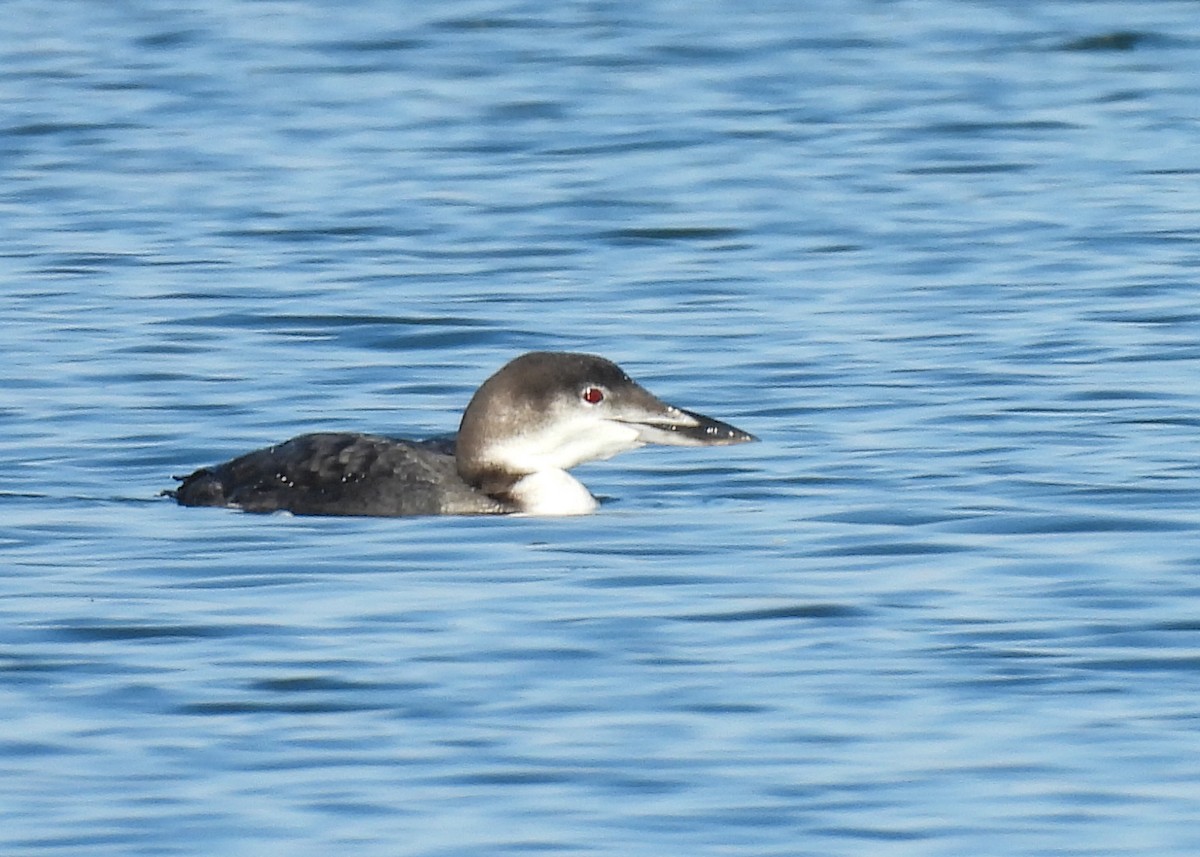 Common Loon - ML646524852