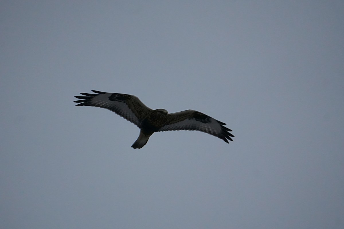 Rough-legged Hawk - ML646524856
