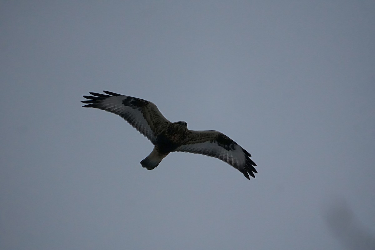 Rough-legged Hawk - ML646524857