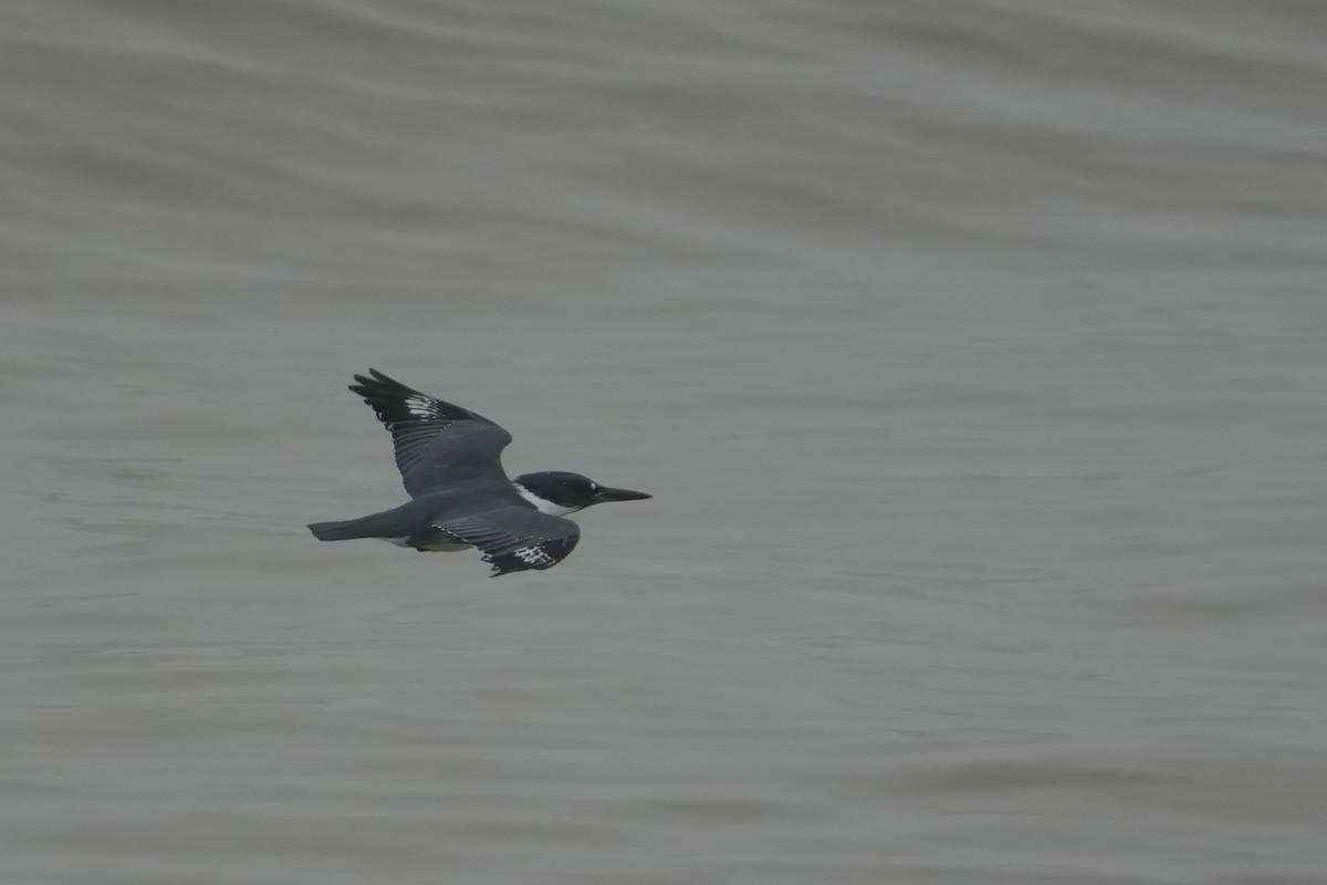 Belted Kingfisher - ML646524861