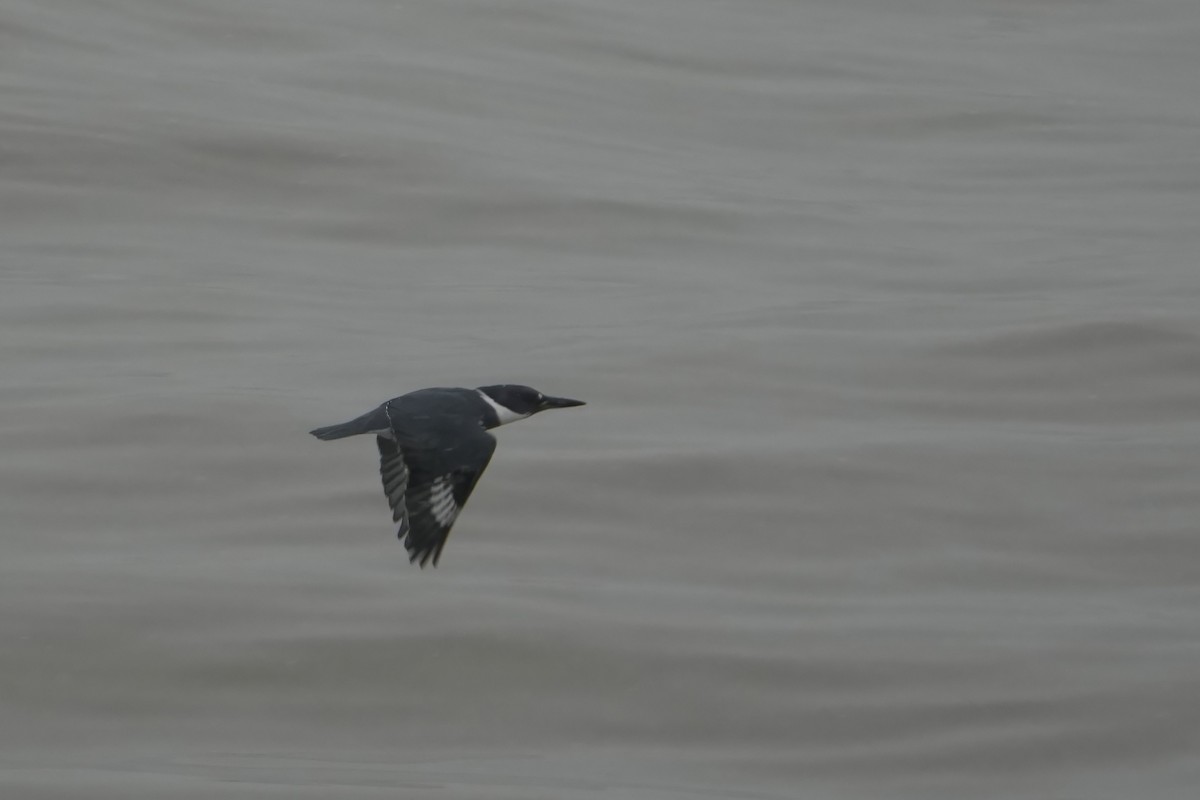 Belted Kingfisher - ML646524863