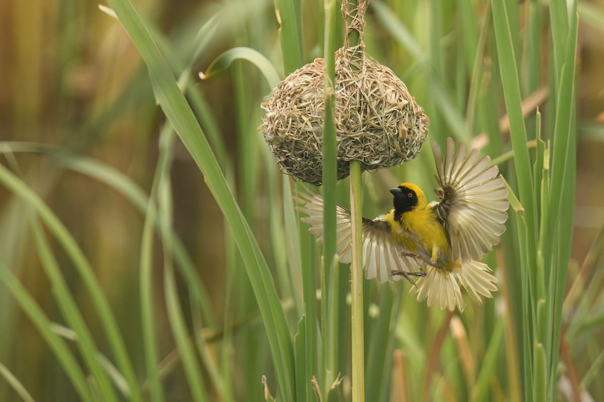 メンガタハタオリ - ML646524865