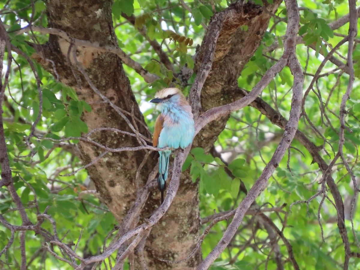 Rollier à raquettes - ML646524866