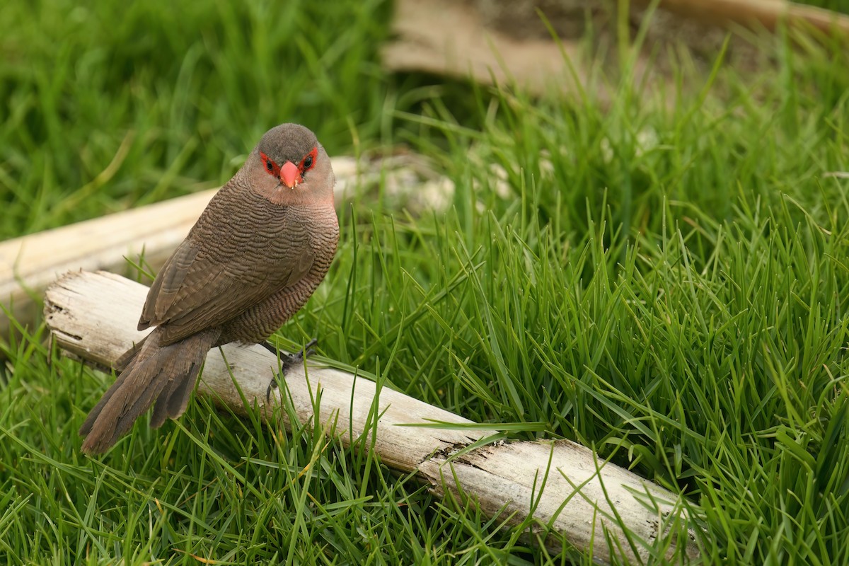 オナガカエデチョウ - ML646524867