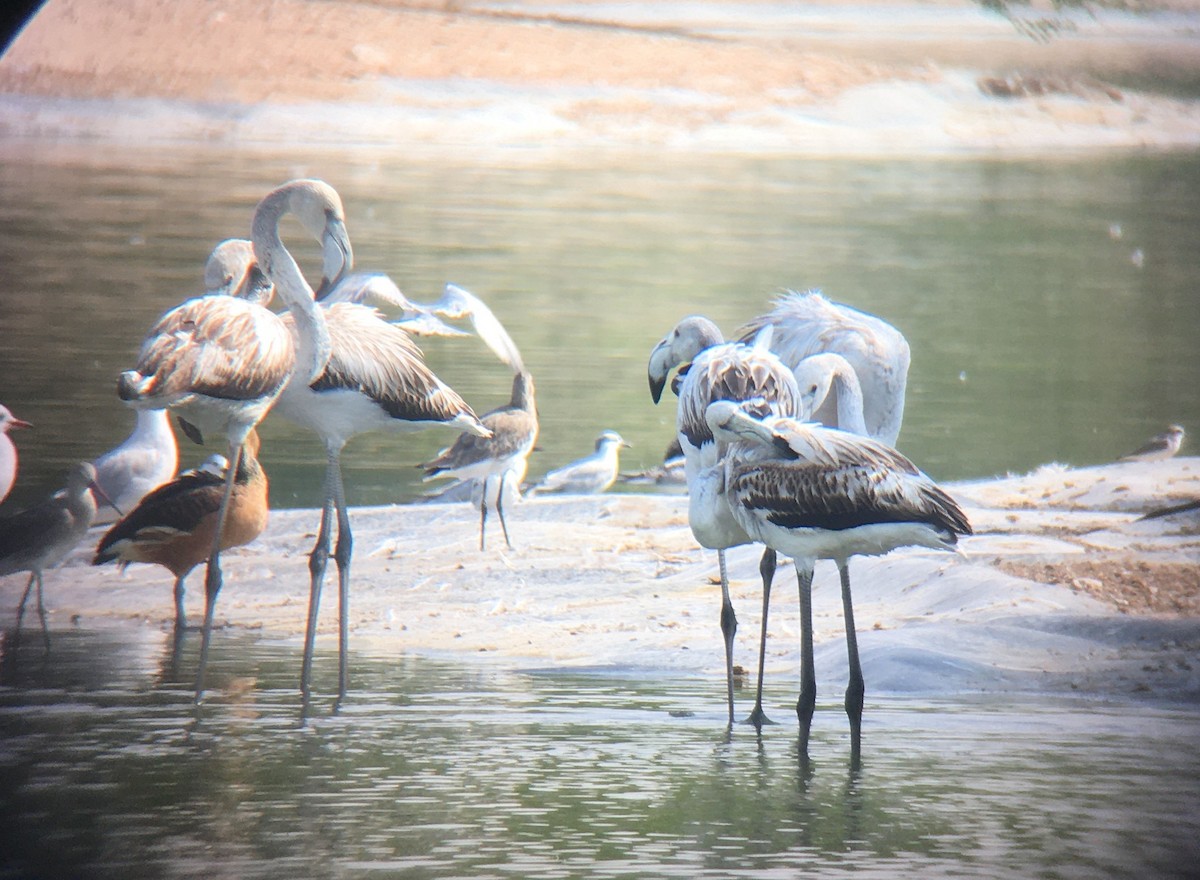 Greater Flamingo - ML646524868