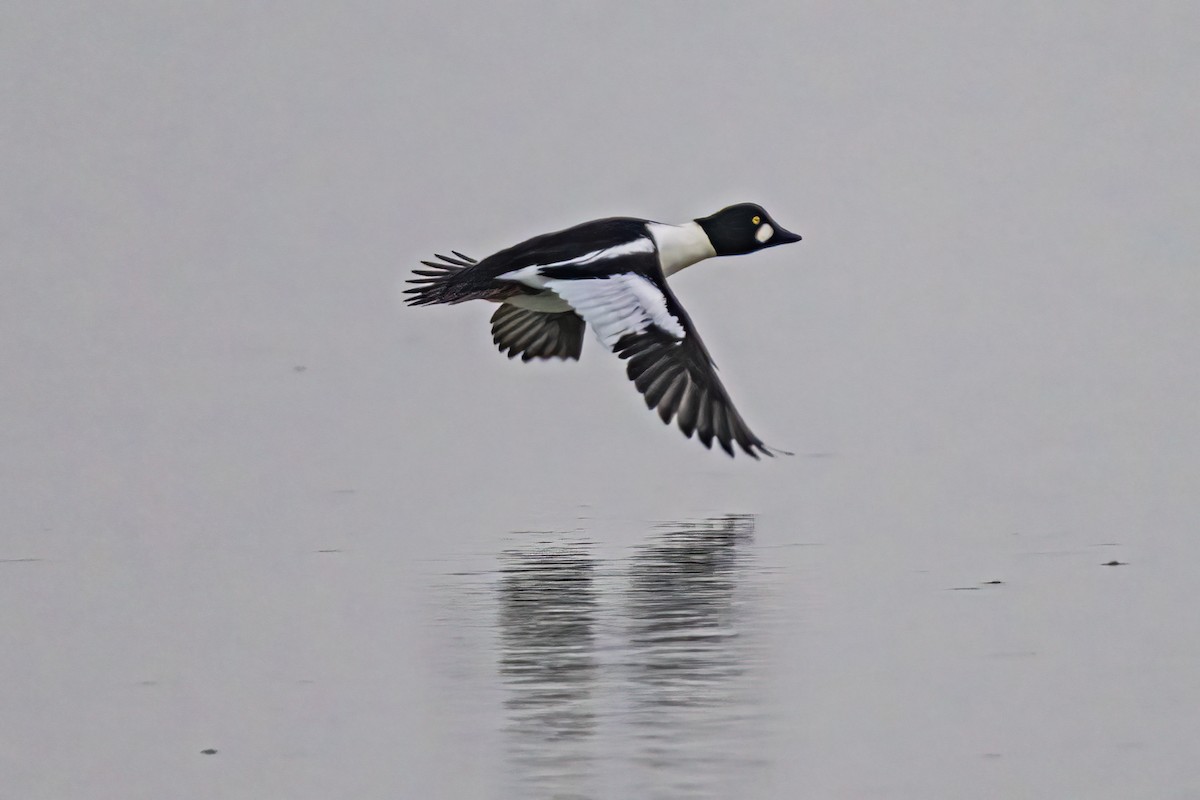 Common Goldeneye - ML646524869
