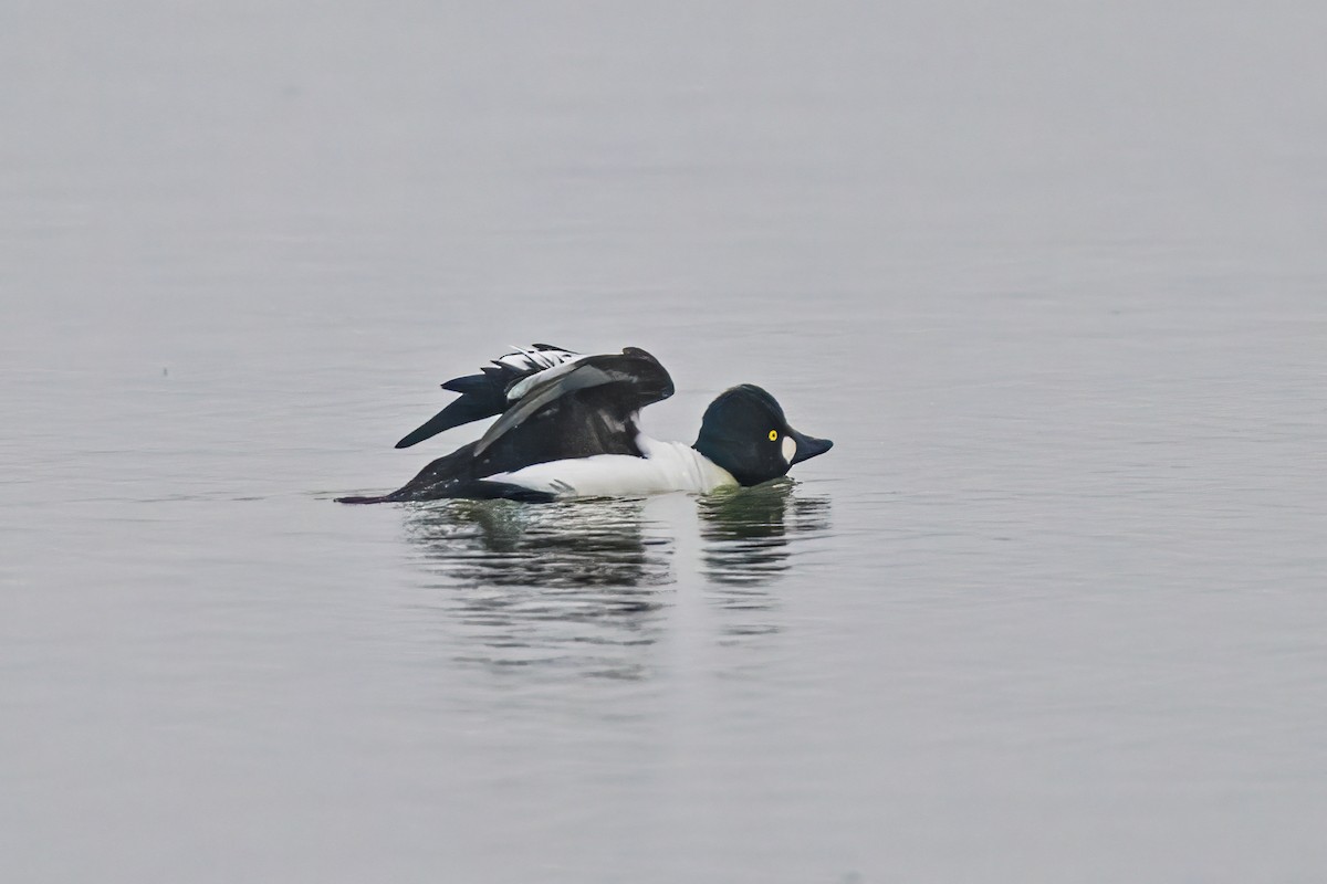 Common Goldeneye - ML646524870