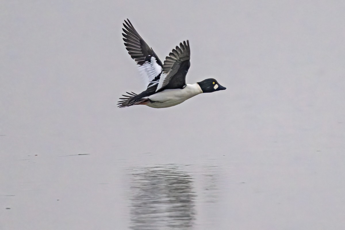 Common Goldeneye - ML646524871