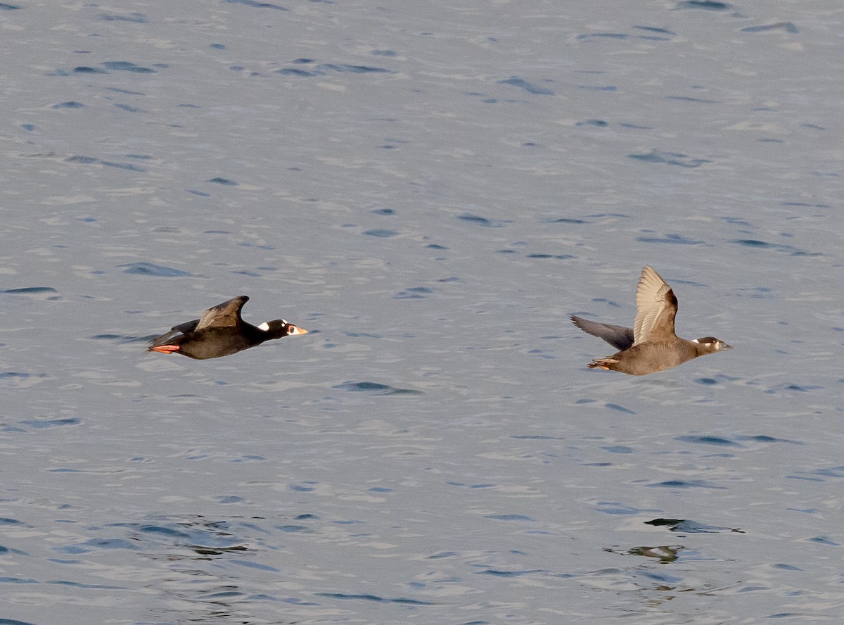 Surf Scoter - ML646524872