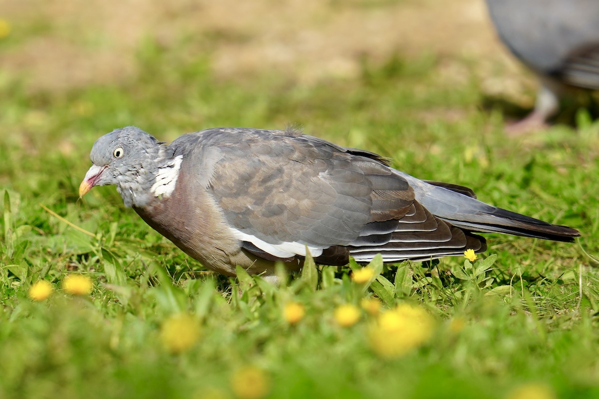 Paloma Torcaz - ML646524873