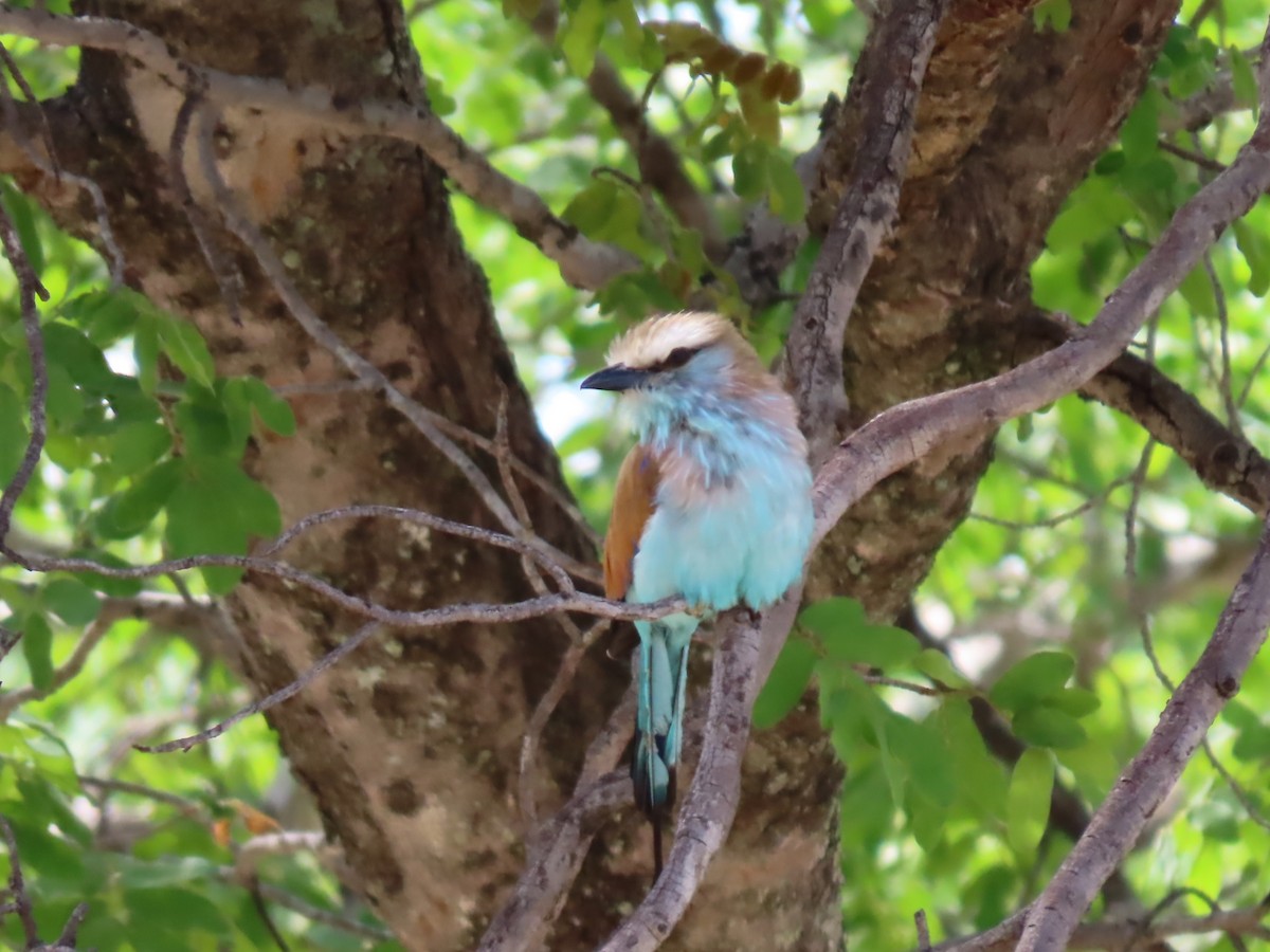 Rollier à raquettes - ML646524874