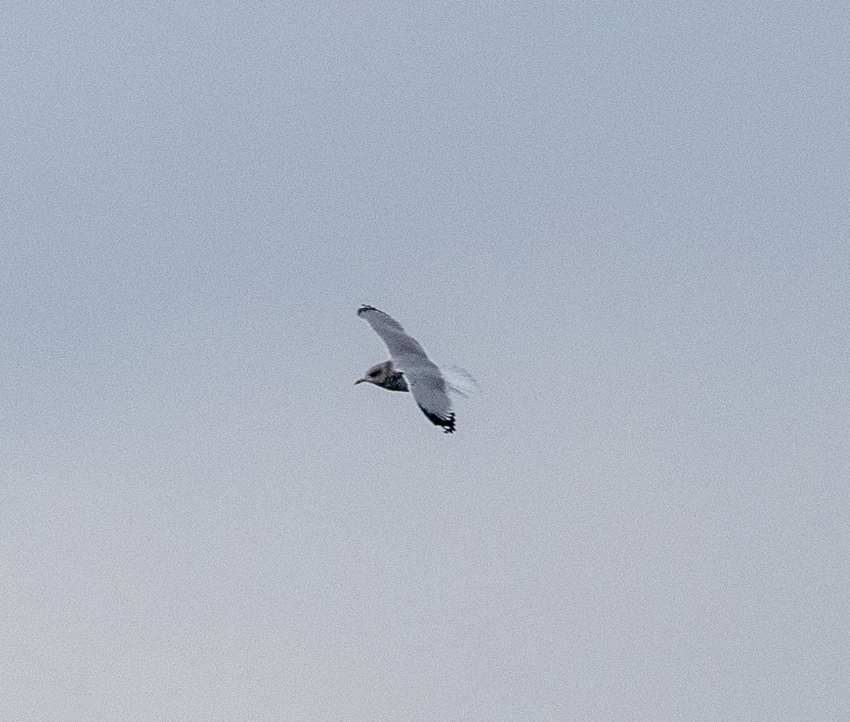Short-billed Gull - ML646524875