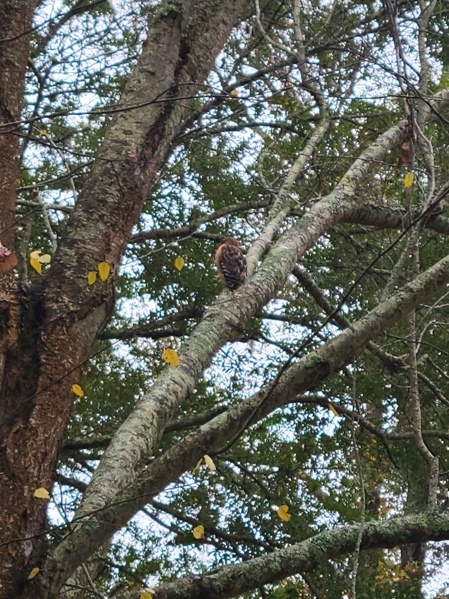 Red-shouldered Hawk (lineatus Group) - ML646524876