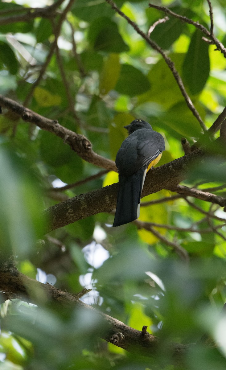 Citreoline Trogon - ML646524877