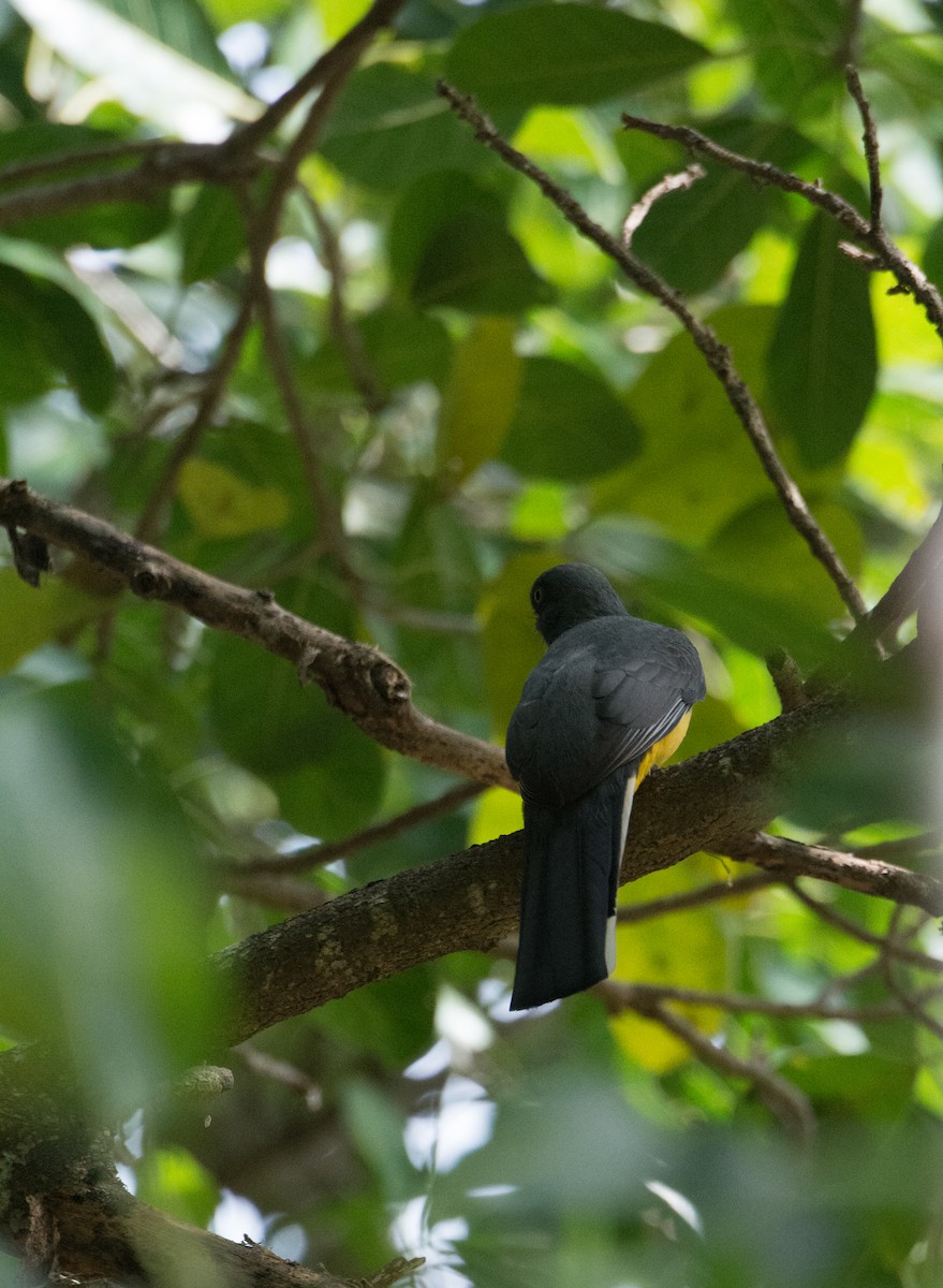 Citreoline Trogon - ML646524878