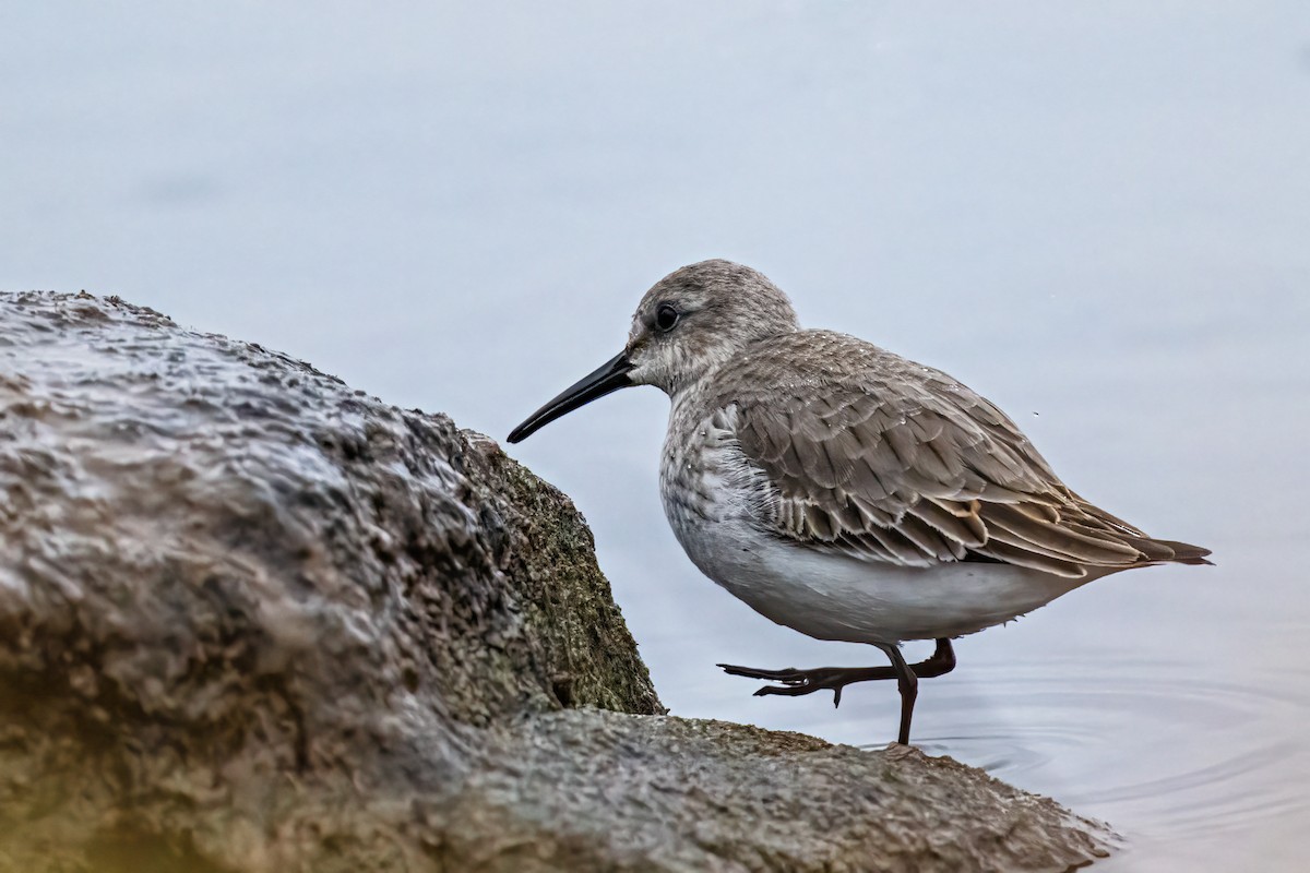 Dunlin - ML646524879