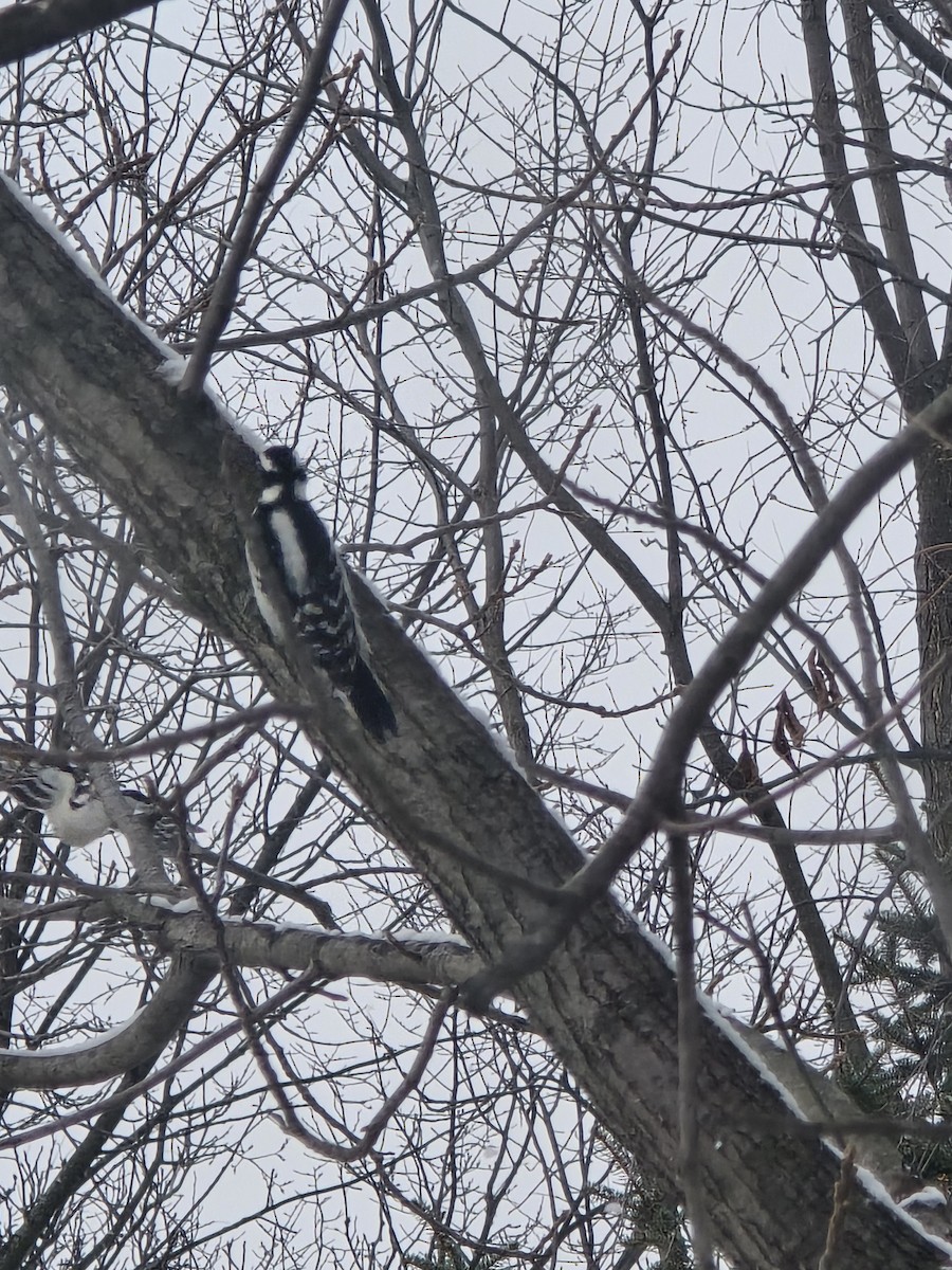 Downy Woodpecker - ML646524880
