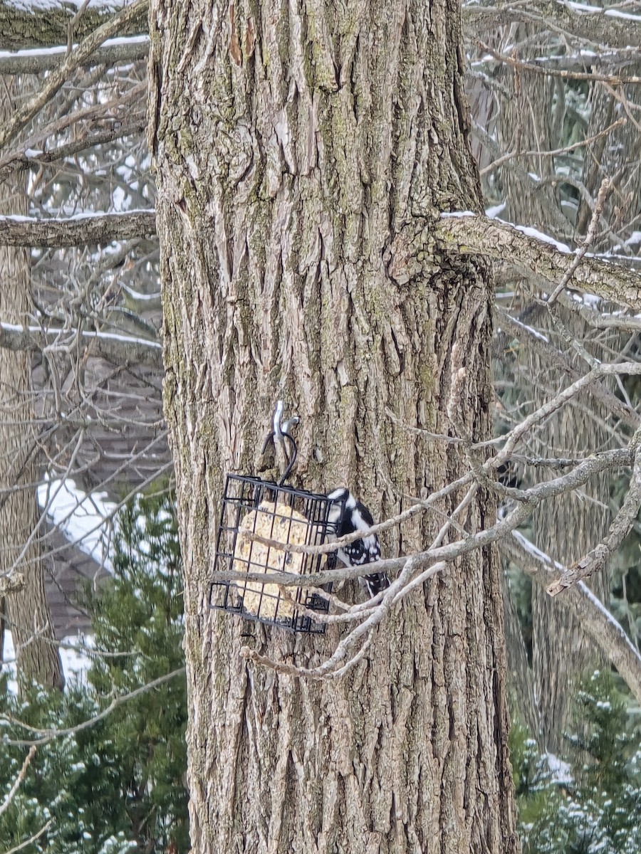 Downy Woodpecker - ML646524881