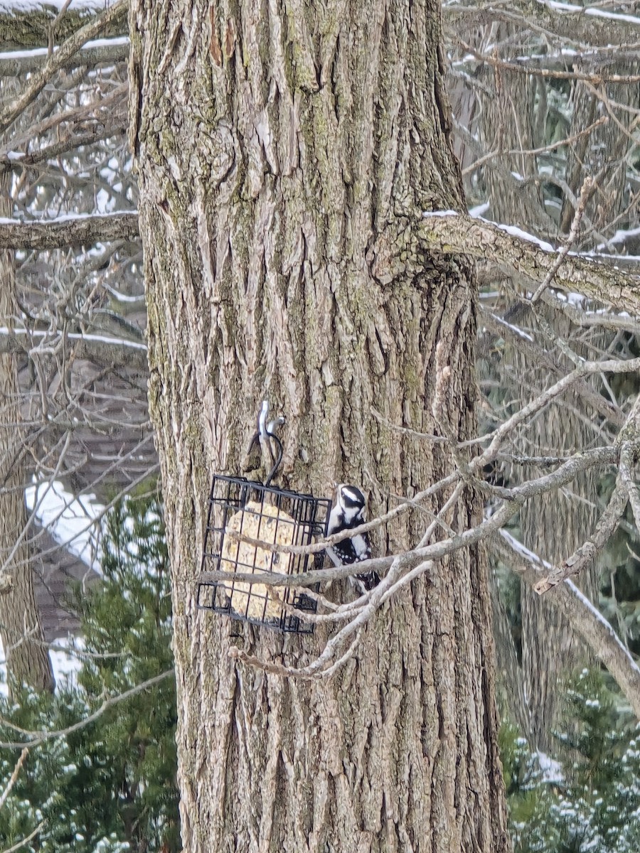Downy Woodpecker - ML646524882