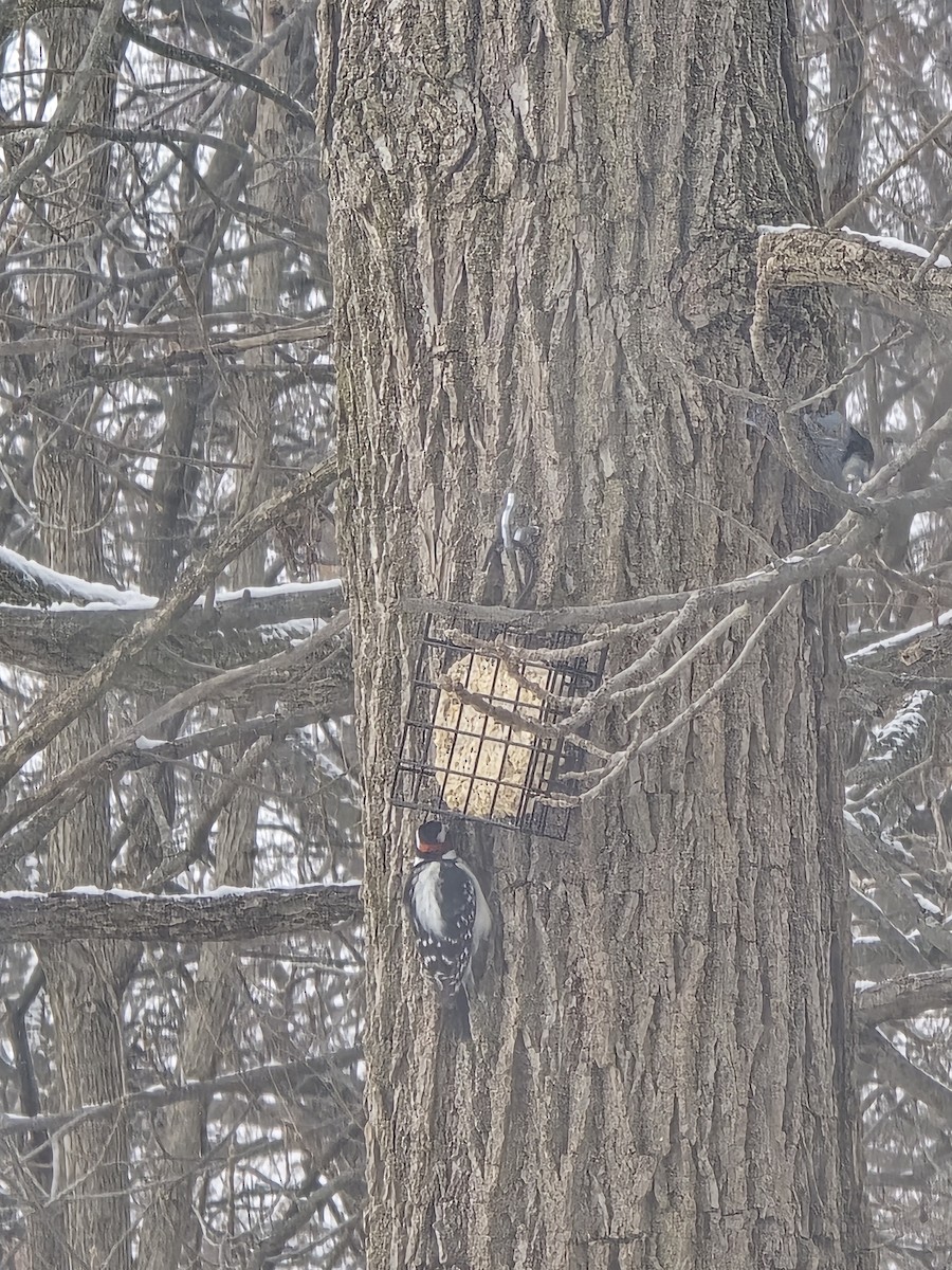 Пушистый дятел - ML646524883