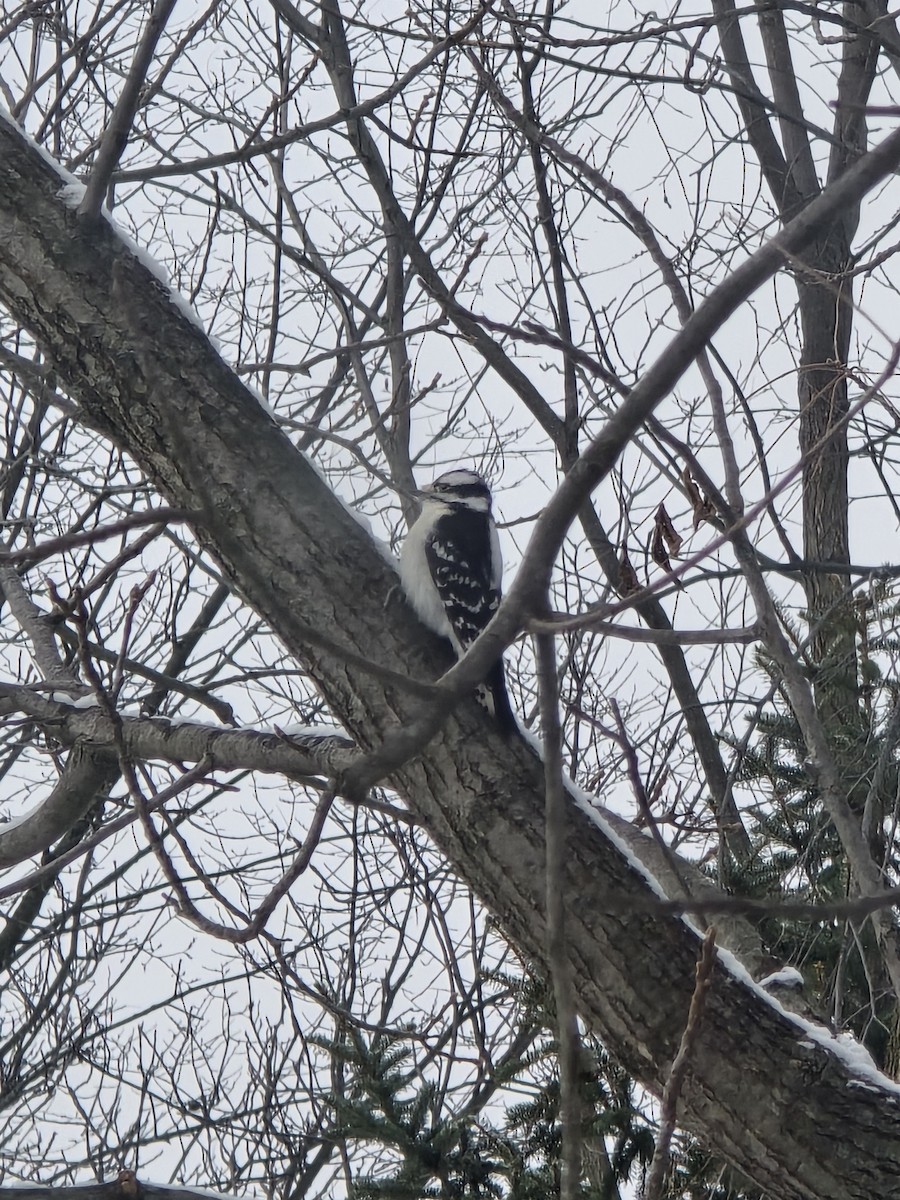 Downy Woodpecker - ML646524884