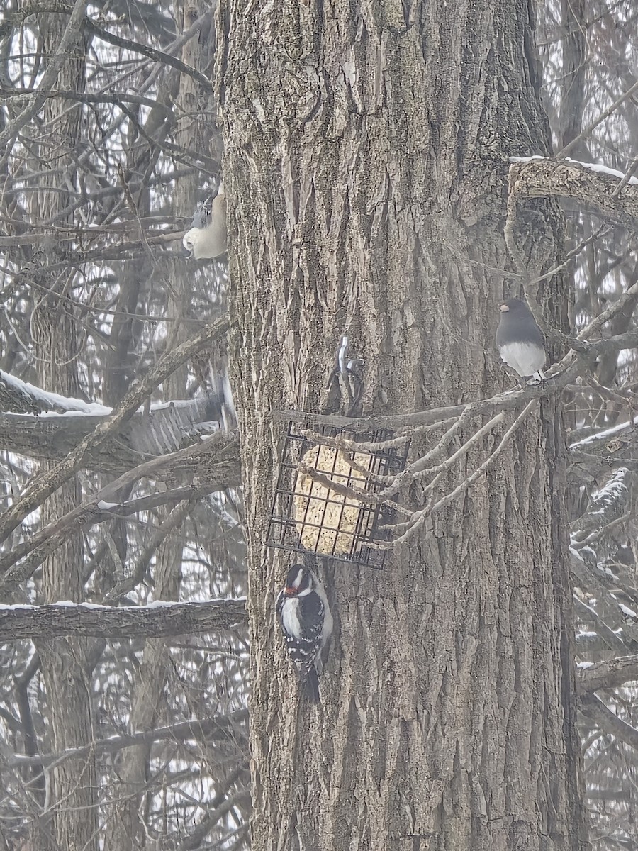 Пушистый дятел - ML646524886