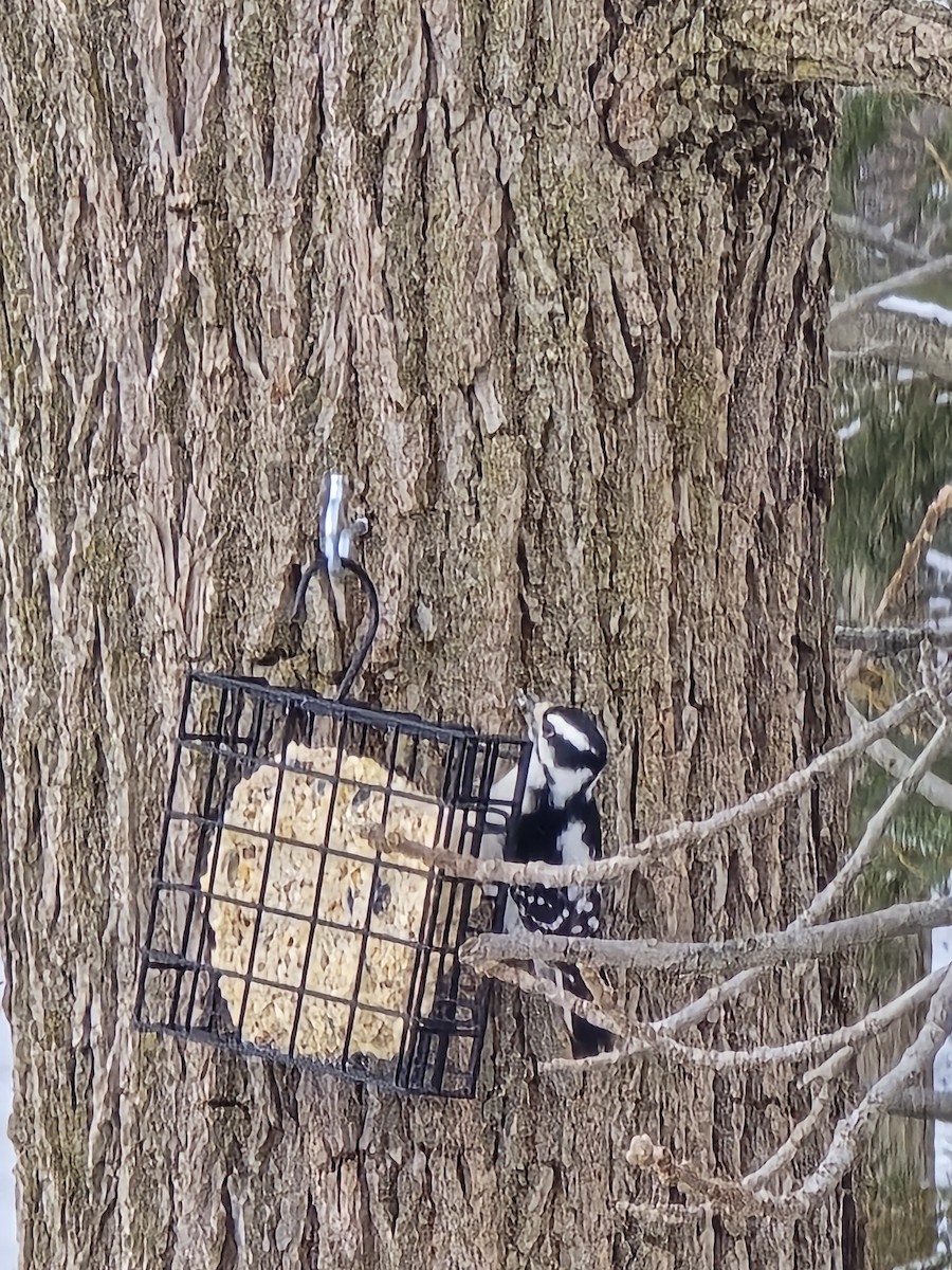 Пушистый дятел - ML646524887