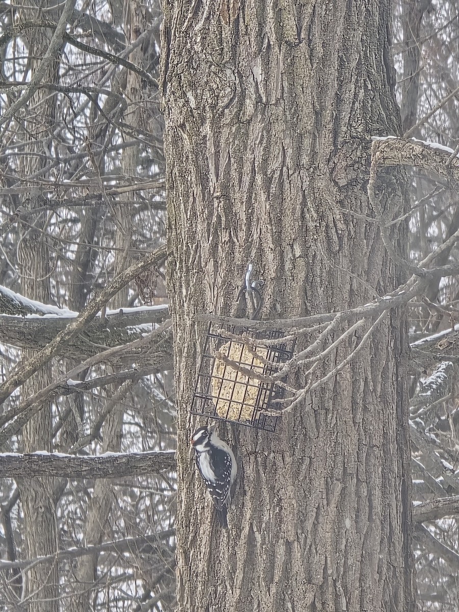 Пушистый дятел - ML646524888