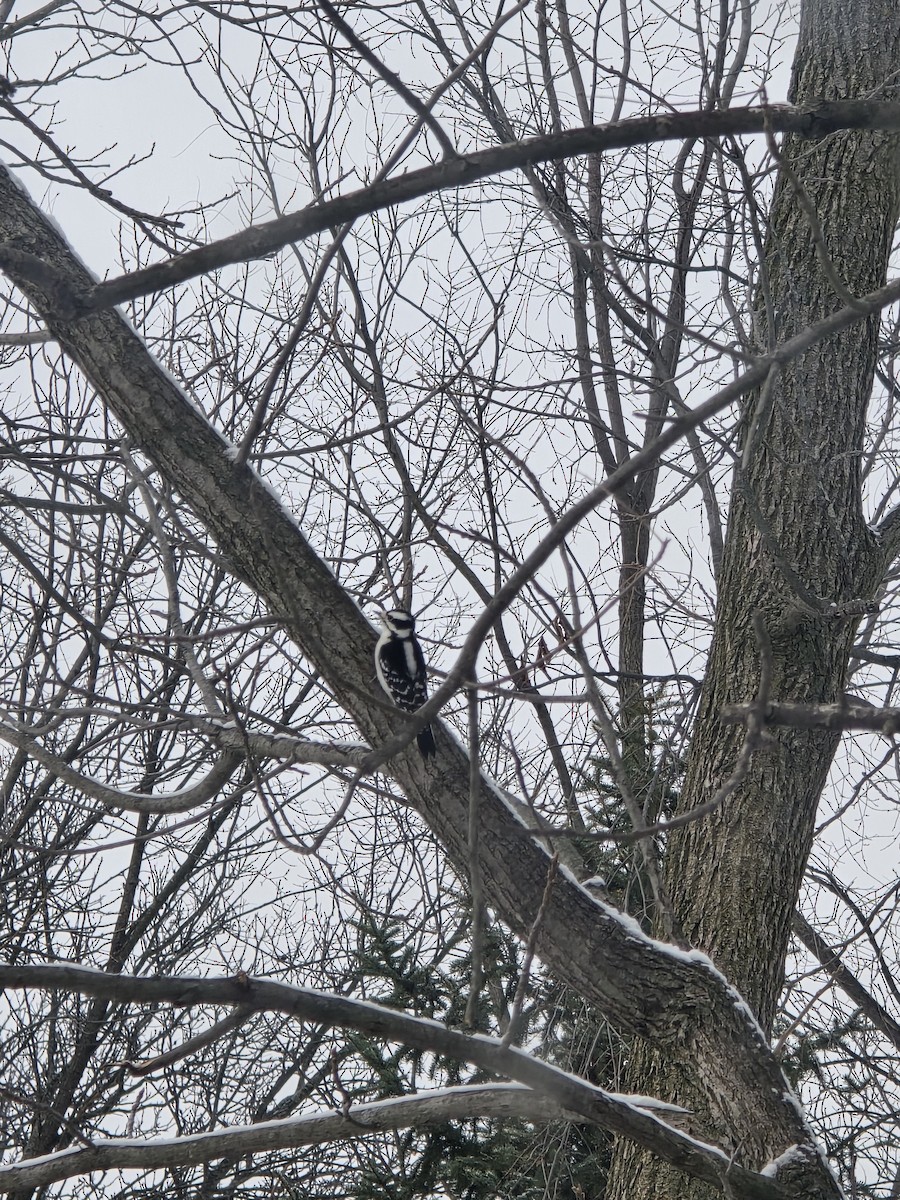 Пушистый дятел - ML646524889