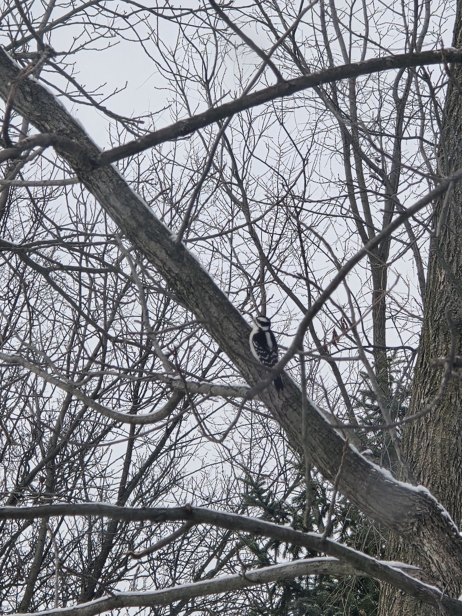 Пушистый дятел - ML646524890