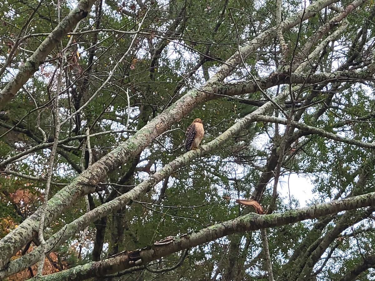 Red-shouldered Hawk (lineatus Group) - ML646524891