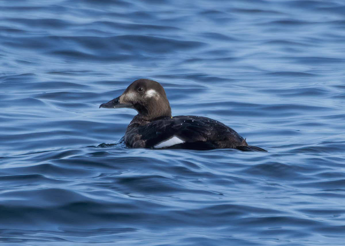 White-winged Scoter - ML646524892