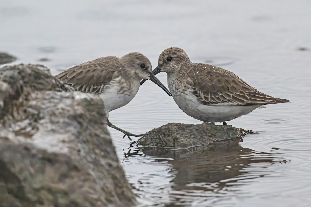 Dunlin - ML646524894
